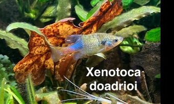 DIVOKÉ ŽIVORODKY