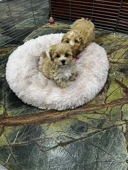 Maltipoo