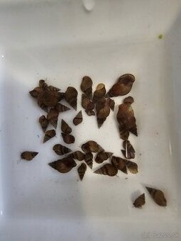 Ponúkam akvariové slimáky