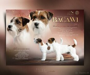 Jack russell terrier s PP (FCI)