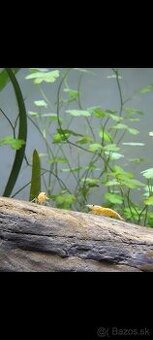 
Krevety// Garnélák: Neocaridina Davidi \"Orange