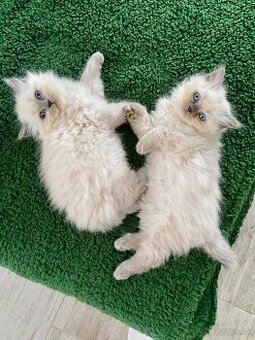 Mačiatko ragdoll