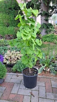 Ginkogo Biloba