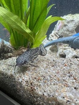 sumec chôdzny (Clarias batrachus)