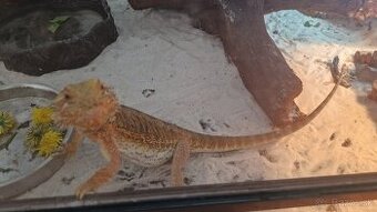 Agama Bradata