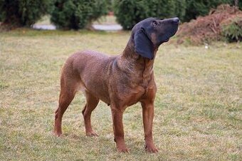 Bavorský farbiar šteniatka