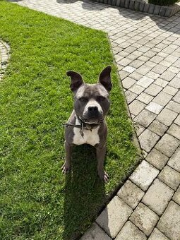 Darujem psíka Stafordšírsky teriér