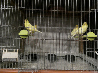 Predám kanáriky - 1