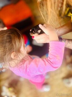 Yorkshire terrier s PP