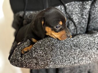 Jazvečík trpasličí - 1