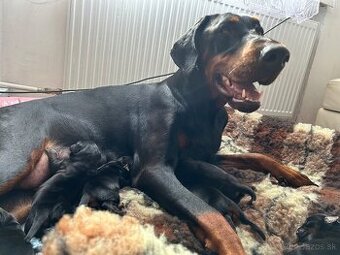 Doberman šteniatka s PP (rodokmeň)