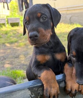 Doberman šteniatka s PP (rodokmeň)