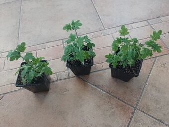 Migrenovnik sadenica 1ls/3€+posta
