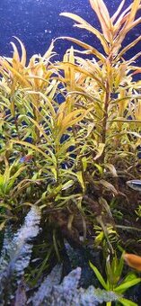 Rastlinky do akvaria Ammannia gracilis