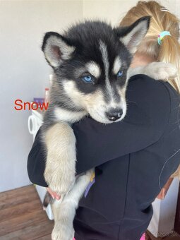 Sibírsky Husky steniatka