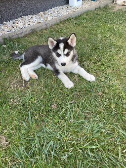 Sibírsky Husky steniatka