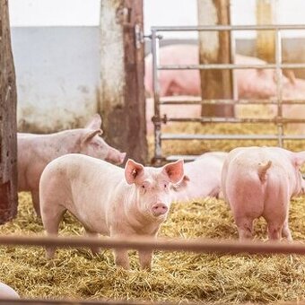 Práca na farme s ošípanými – Holandsko