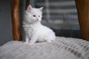 Mainská mývalia - maine coon - MCO - biela modrooka mačička