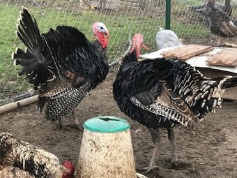 Moriak bronzový - predám