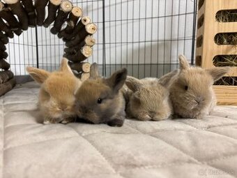 Minilop, zakrslí zajko, zakrslí králik rezervácia