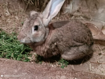 Predám králika samec