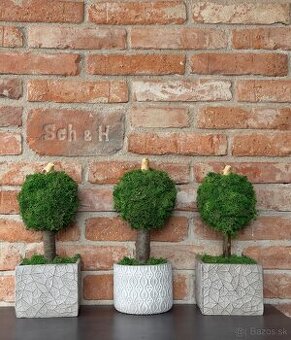 Strom stabilizovaný mach