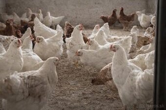 Vysoko-znáškové nosnice TETRA Amber