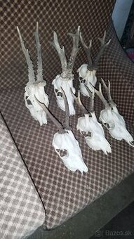 Predám srnčie trofeje parožie, zhody, srnčie.