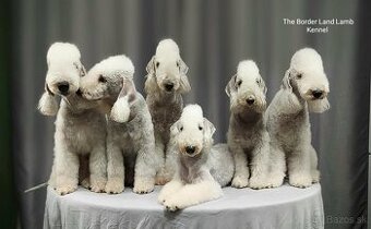 Bedlington teriér