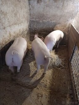 Ošípané , krmniky