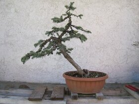 bonsai,bonsaj-smrek pichlavy - 1
