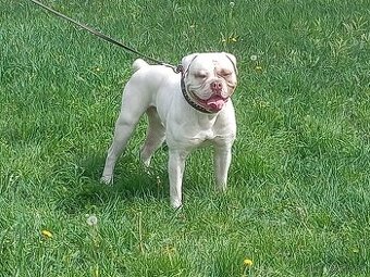 Americký bulldog