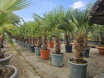 Citrusy palmy olivovniky bananovniky juky agave