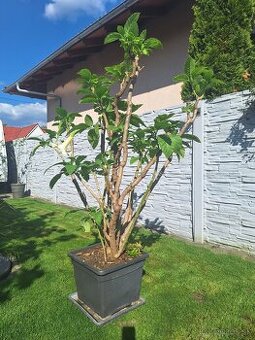 Anjelska truba biela