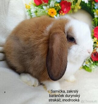 Zakrslý baranček s VP samička durynský strakáč