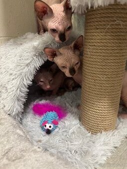 Kanadský sphynx