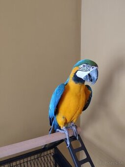 Predám samičku Aru Araraunu