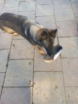 Predám ČISTOKRVNÉÚkrásnu tmavú vlkošedú sučku NO