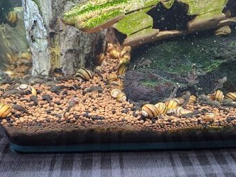 Akcia Mladé ancitrusy-prísavníky a krevetky mix