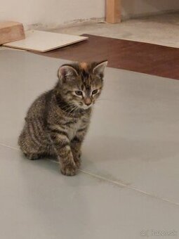 Mačiatka na adopciu - 1