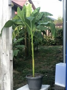 Bananovnik Musa Basjoo - 1