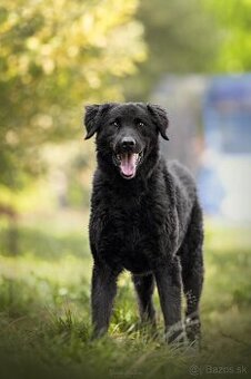 Darujem kučeravého rozumného psa Nica - mix pudel