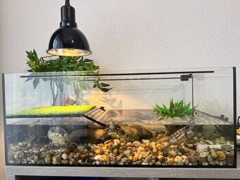 Predám vodné korytnačky s teráriom a vybavením