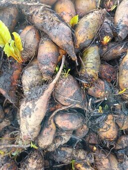 Predám malú  kŕmnu repu