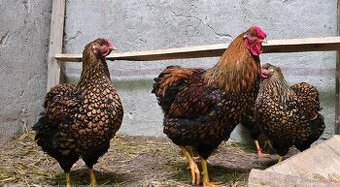 Wyandotka  GSG  veľká forma