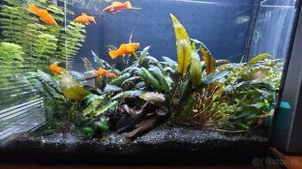 Cryptocoryne wendtii