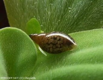 Plávajúcu rastlinku a levatky