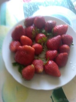 Sadenice jahod a malin, ovocny strom