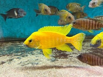 Africké cichlidy, rôzne druhy