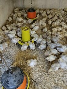 Brojlérové kurčatá-kačičky a 17 týždňové mládky
